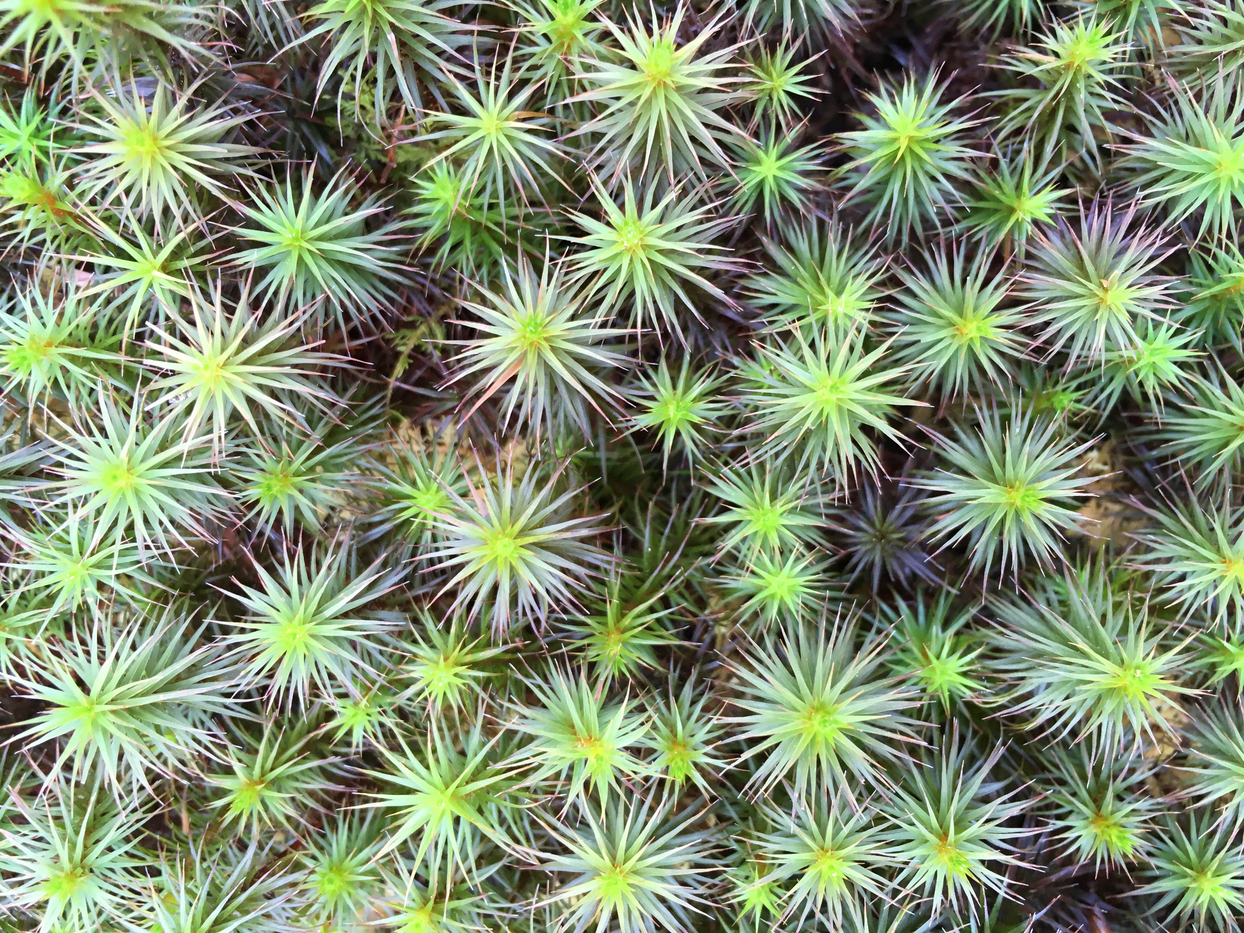 Camper-submitted photo at Holson Valley Vista near Mansfield, AR