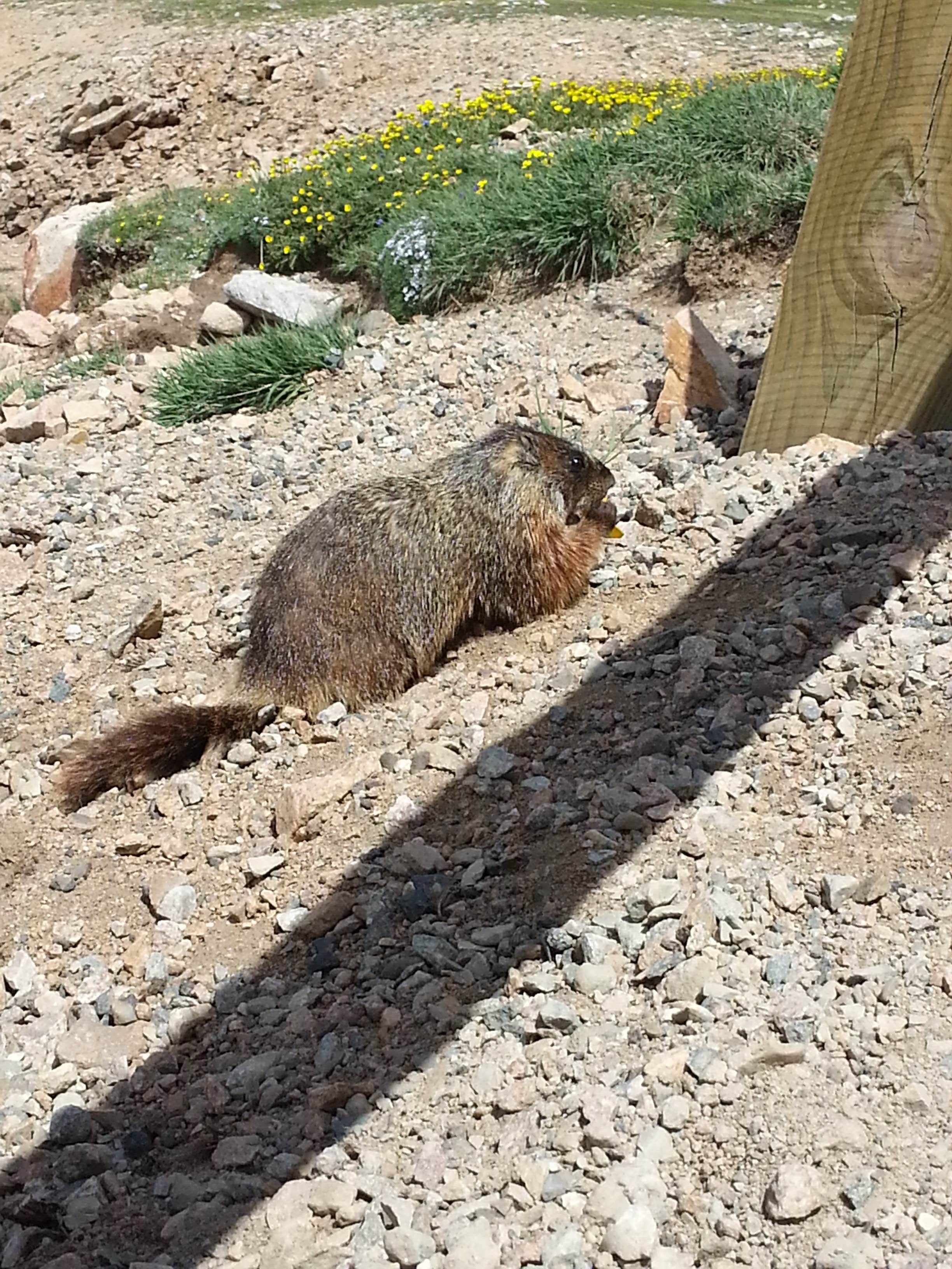Camper submitted image from Mammoth Campground — Yellowstone National Park - 4