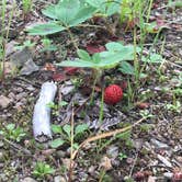 Review photo of Tinkham Campground by Dani H., June 26, 2018