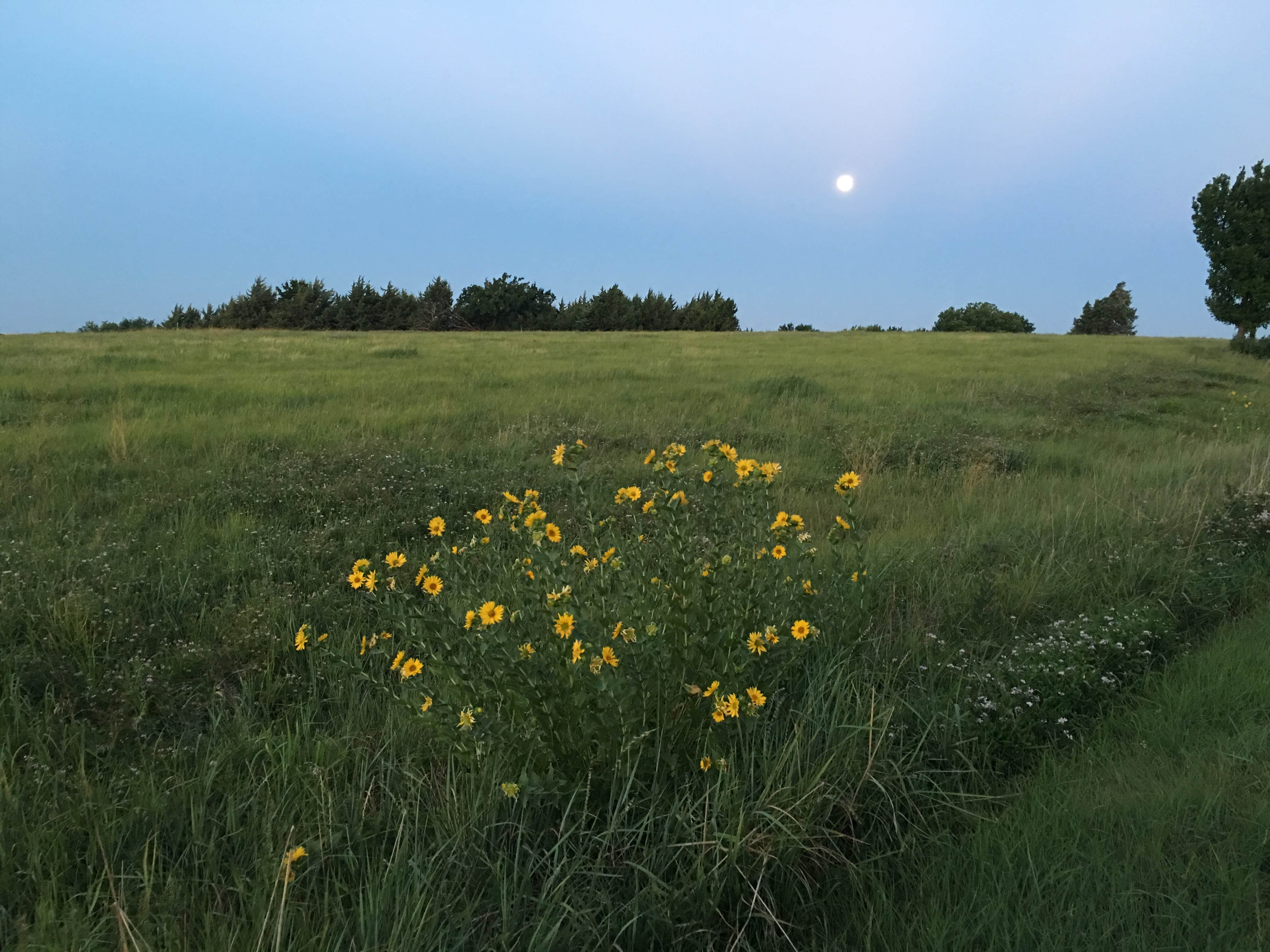 Camper submitted image from COE Milford Lake Curtis Creek Park - 2