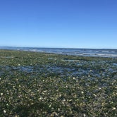 Review photo of Birch Bay State Park by Dani H., June 26, 2018