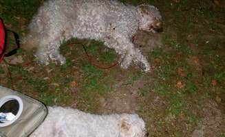 Anthony A.'s photo of camping with pets at Hide-a-way near Cherokee, NC