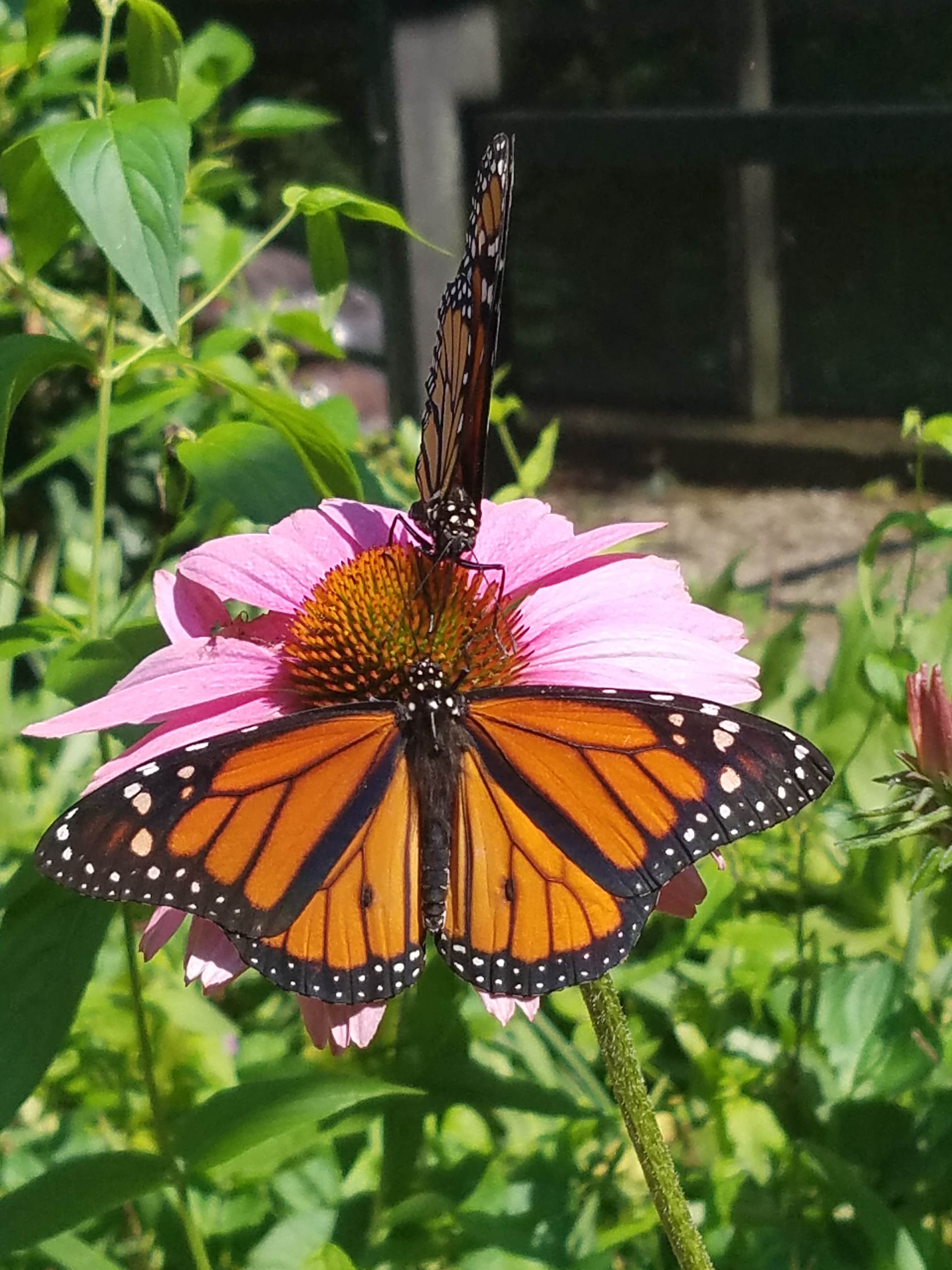 Camper-submitted photo at Rock Cabin Camping near Horse Cave, KY
