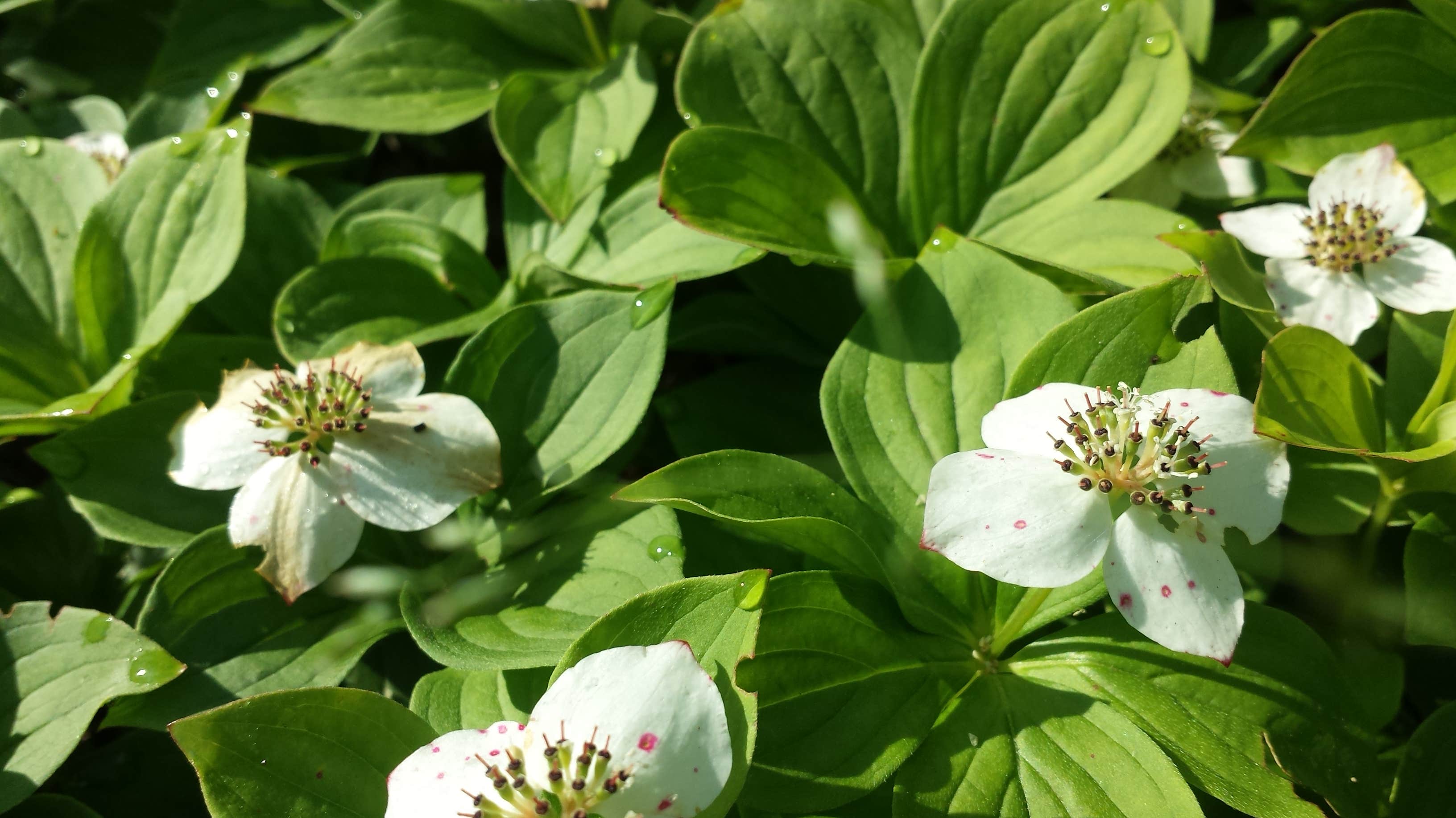 Camper-submitted photo at Crystal Creek Camp near Tofte, MN