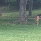 Review photo of Montauk State Park Campground by Mark B., June 27, 2018