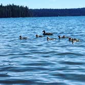 Review photo of Rainbow Bay at Lake of the Woods by Charity A., June 27, 2018