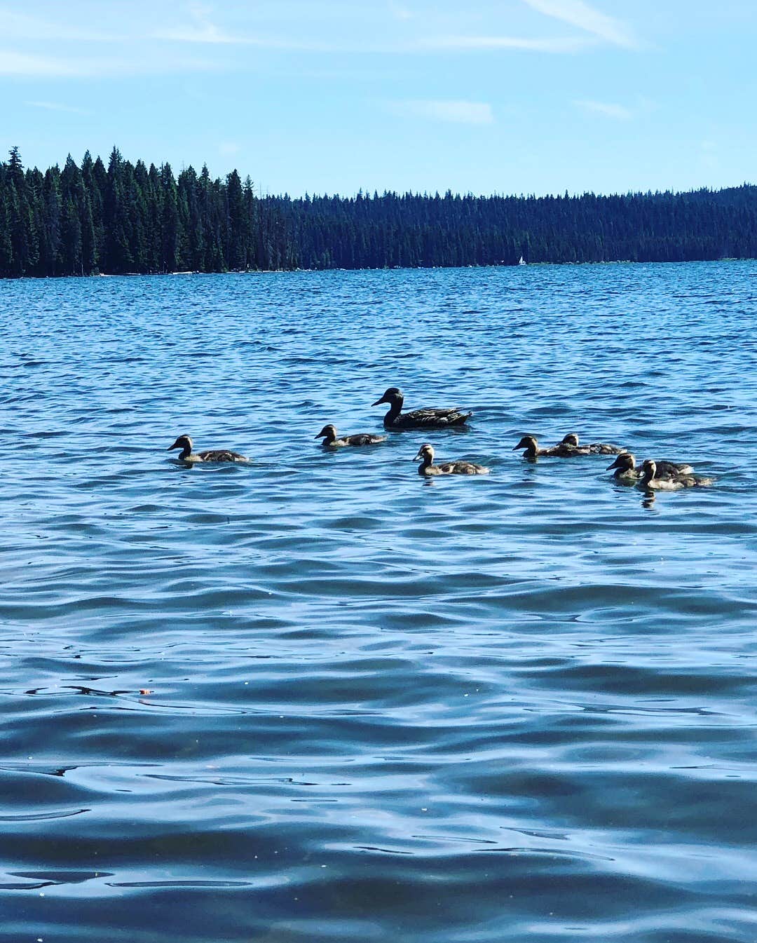 Camper submitted image from Rainbow Bay at Lake of the Woods - 1