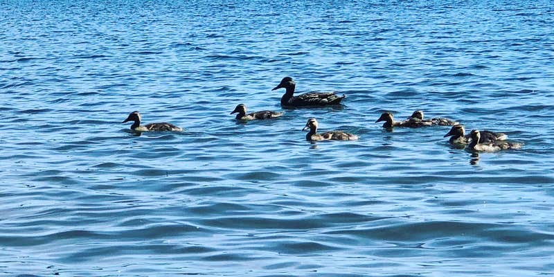 Camper submitted image from Rainbow Bay at Lake of the Woods