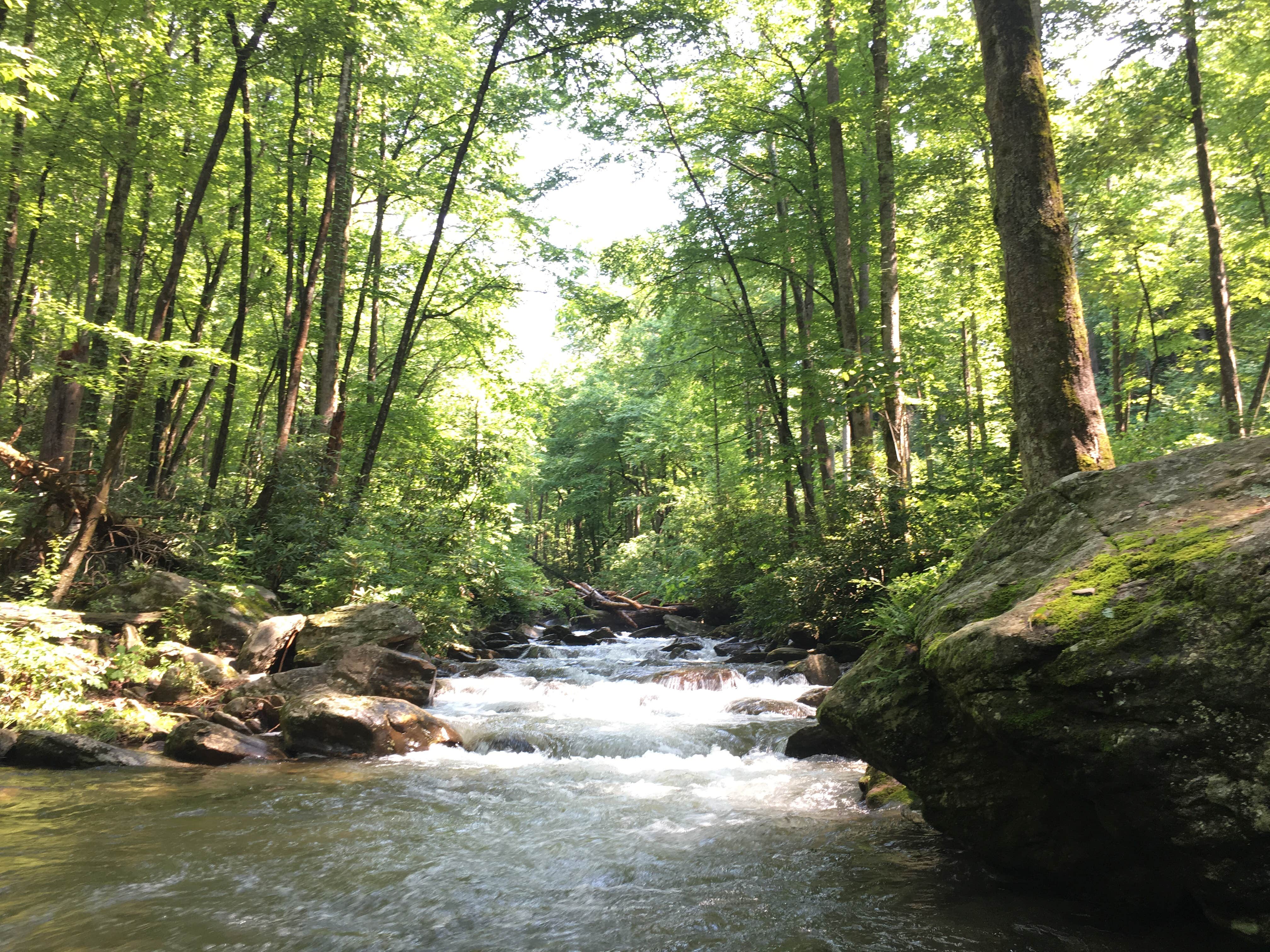 Camper submitted image from Curtis Creek Campground - 2