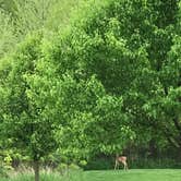 Review photo of Pokagon State Park Campground by Raven B., June 27, 2018