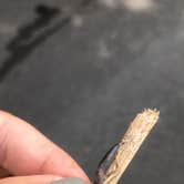 Review photo of Pokagon State Park Campground by Raven B., June 27, 2018