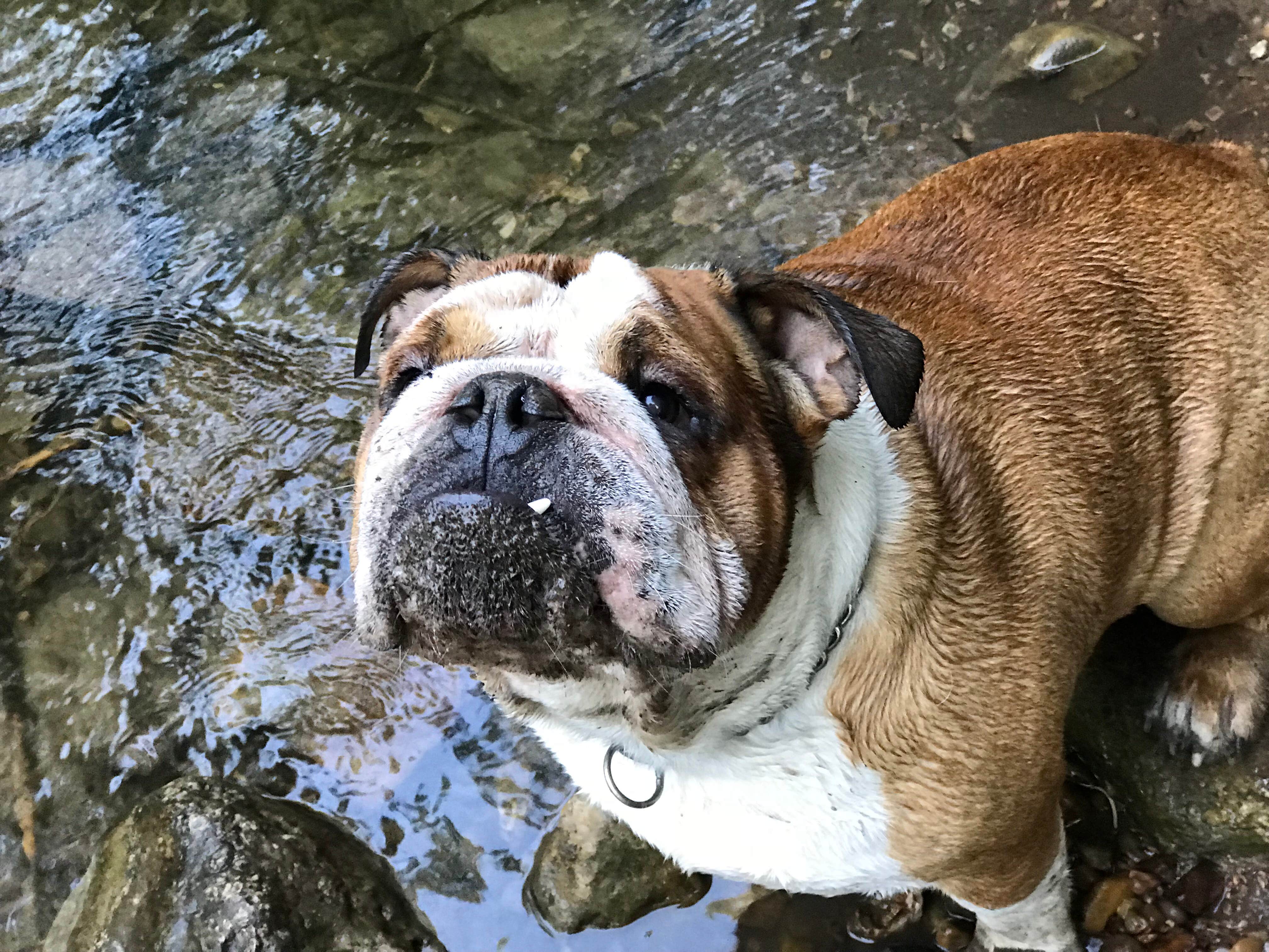 Duane B.'s photo of camping with pets at Balsam (uinta-wasatch-cache National Forest, Ut) in Utah