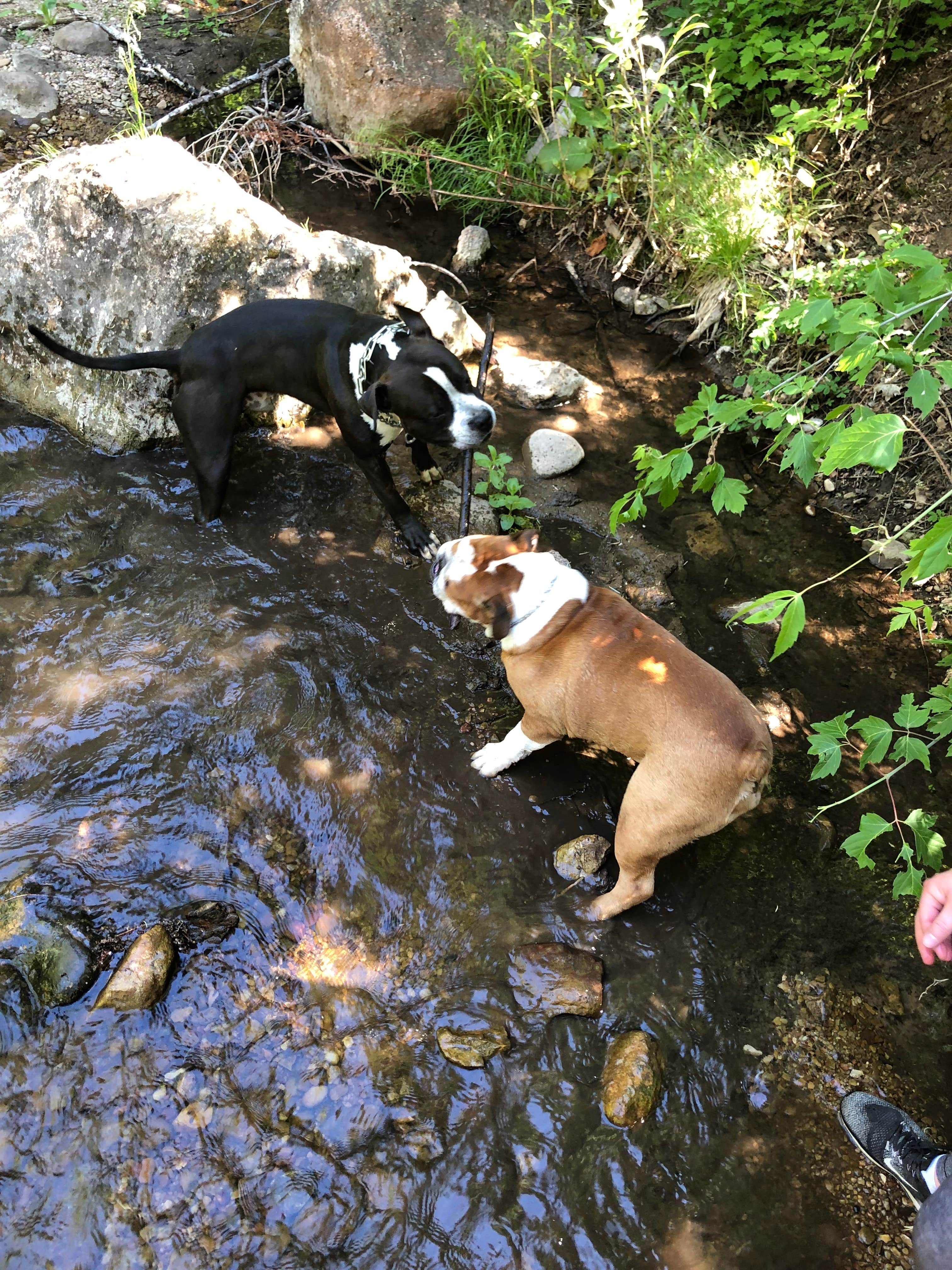 Camping near Uinta National Forest Whiting Campground: Uinta National Forest Balsam Campground, Mapleton, Utah