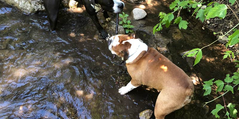 Camper submitted image from Uinta National Forest Balsam Campground
