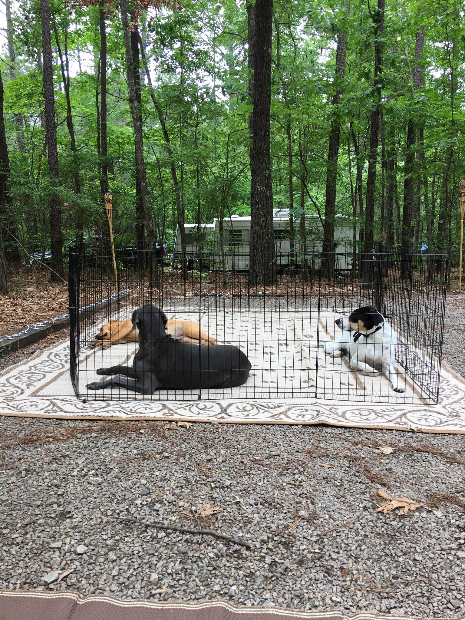 Tina L.'s photo of camping with pets at Poplar Point Campground — Jordan Lake State Recreation Area near B. Everett Jordan Lake