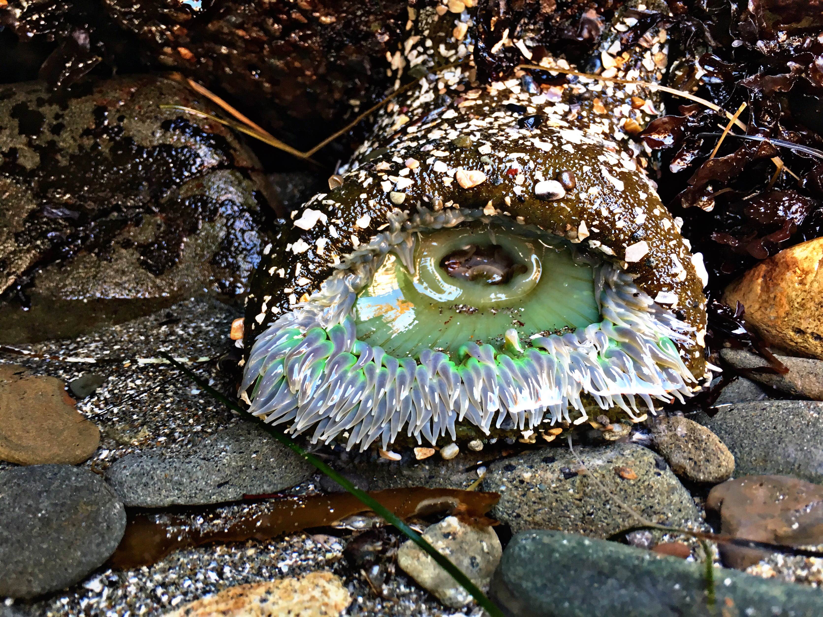 Harris Beach State Park Campground