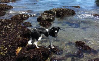 Chanel C.'s photo of camping with pets at Harris Beach State Park Campground near Brookings, OR