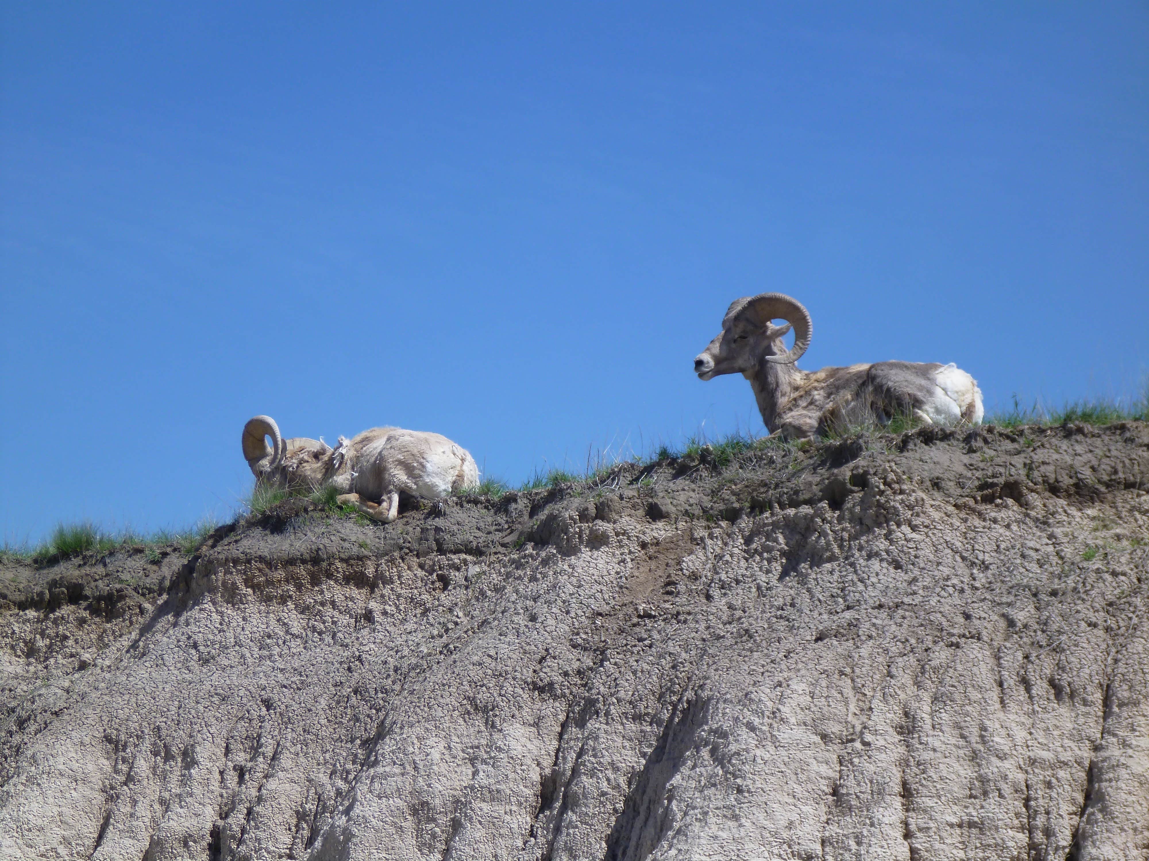 Camper-submitted photo at Sleepy Hollow Campground near Badlands National Park