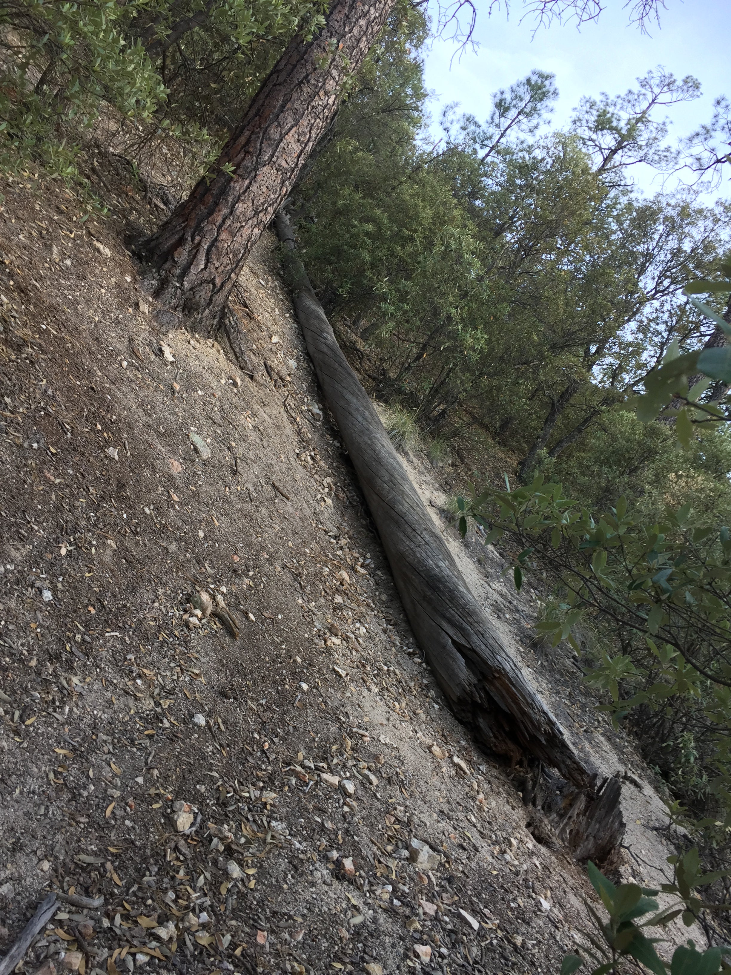 Camper submitted image from Spencer Canyon Campground - 4