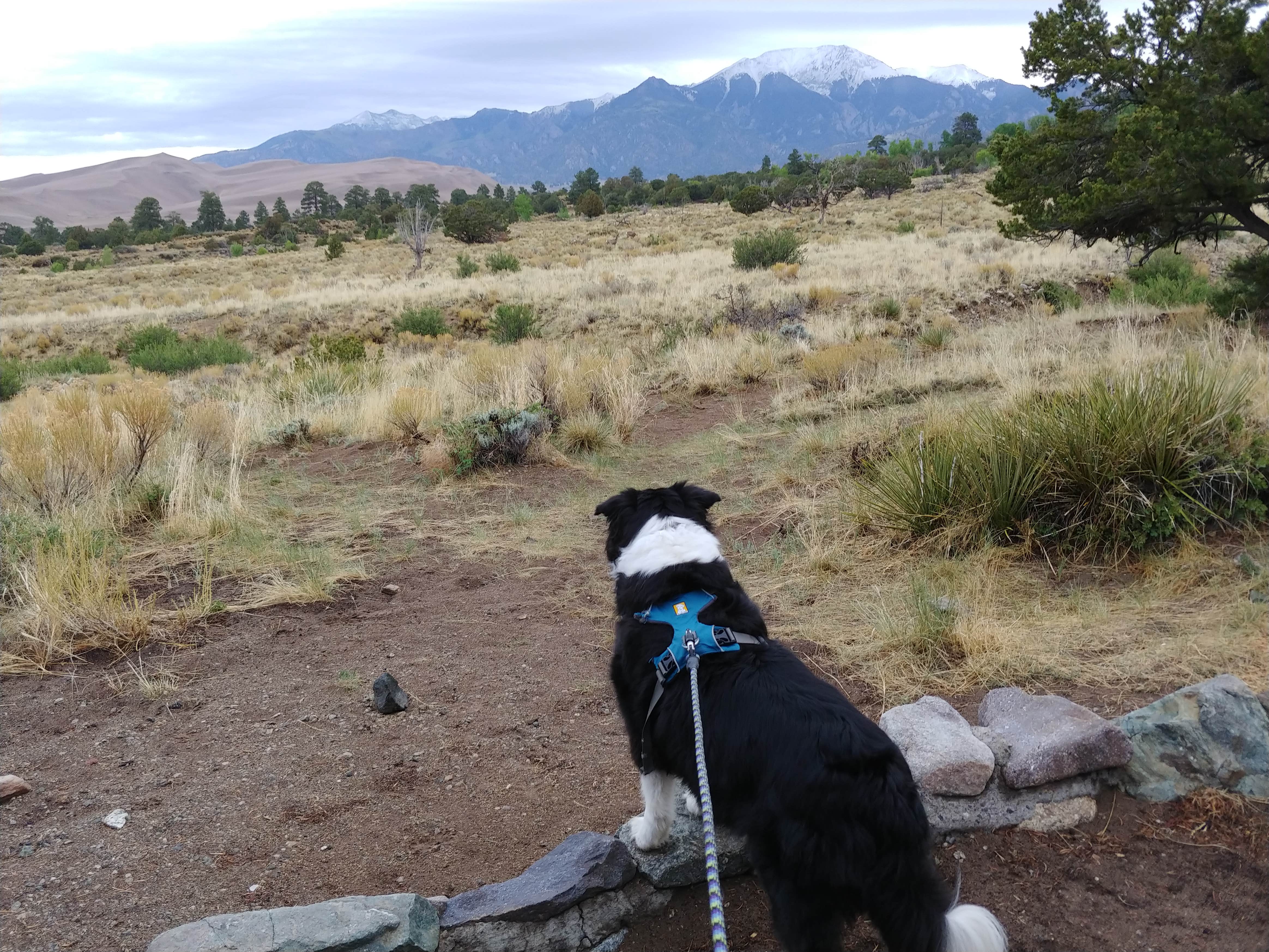 Cindy C.'s photo of camping with pets at Pinon Flats Campground — Great Sand Dunes National Park near San Luis, CO