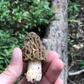 Review photo of Rainbow Bay at Lake of the Woods by Andrew H., June 28, 2018