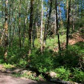 Review photo of Cedar Creek Corridor Primitive Camping by Brian C., June 28, 2018
