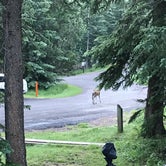 Review photo of Sylvan Lake Campground — Custer State Park by Lisa D., June 28, 2018