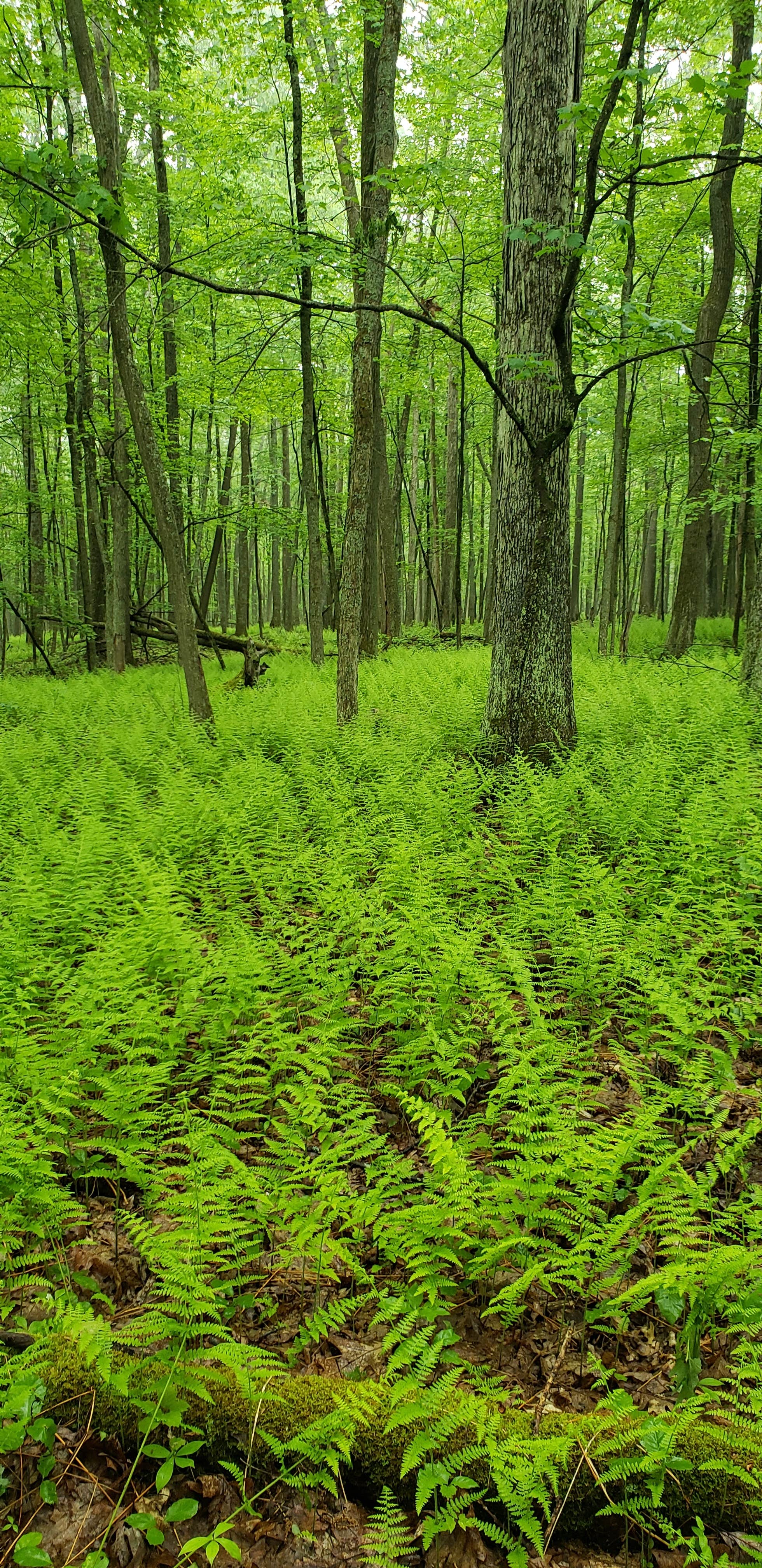 Camper-submitted photo at Allegheny River Campground near Bradford, PA