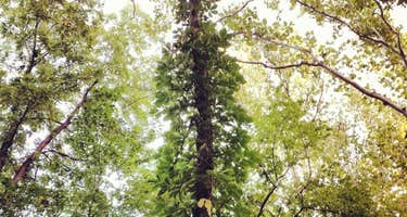 Davis Creek Campground - Kankakee River State Park