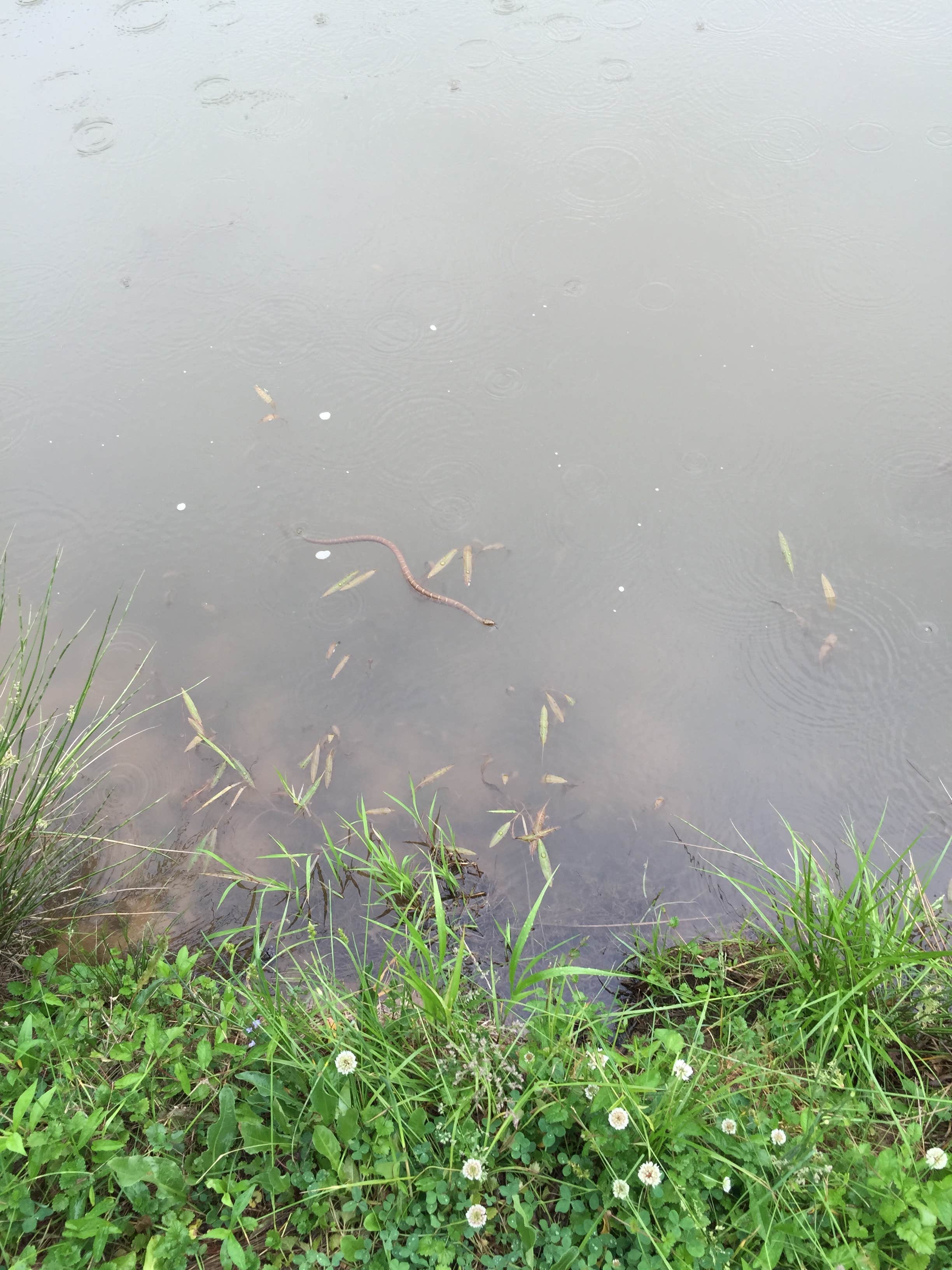 Camper submitted image from Four Coves Campground — Beech Fork State Park - 4