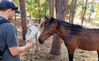 Kirsten W.'s photo of camping with a horse at General Coffee State Park Campground near Waycross, GA