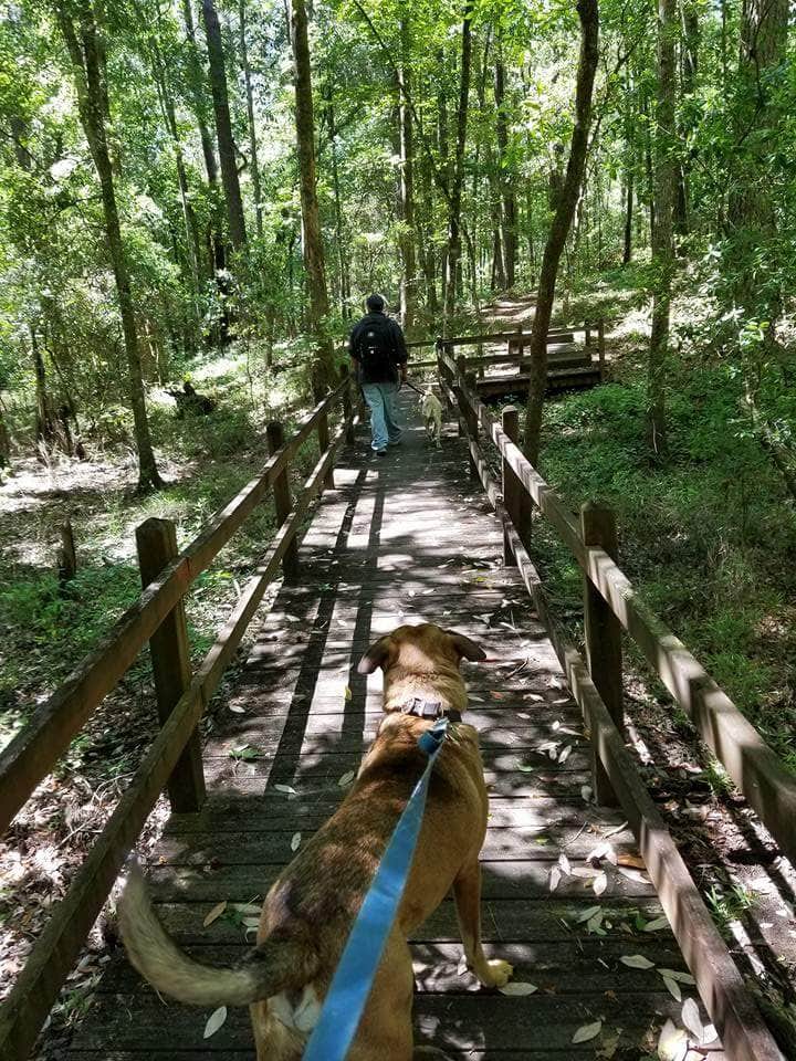 Camper submitted image from General Coffee State Park Campground - 3