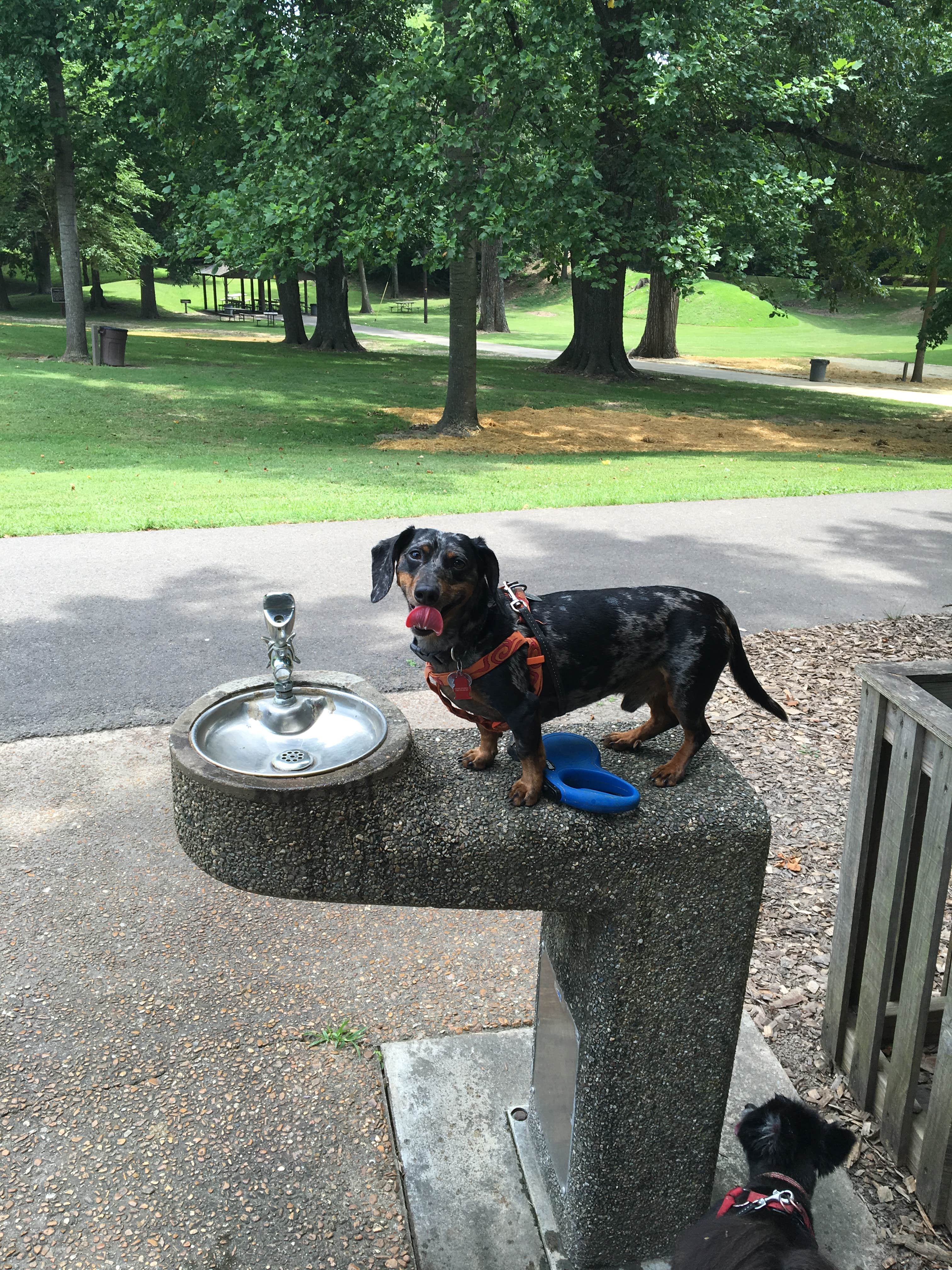 Camper-submitted photo at Columbus-Belmont State Park near New Madrid, MO