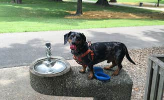 Shelly S.'s photo of camping with pets at Columbus-Belmont State Park near Olive Branch, IL