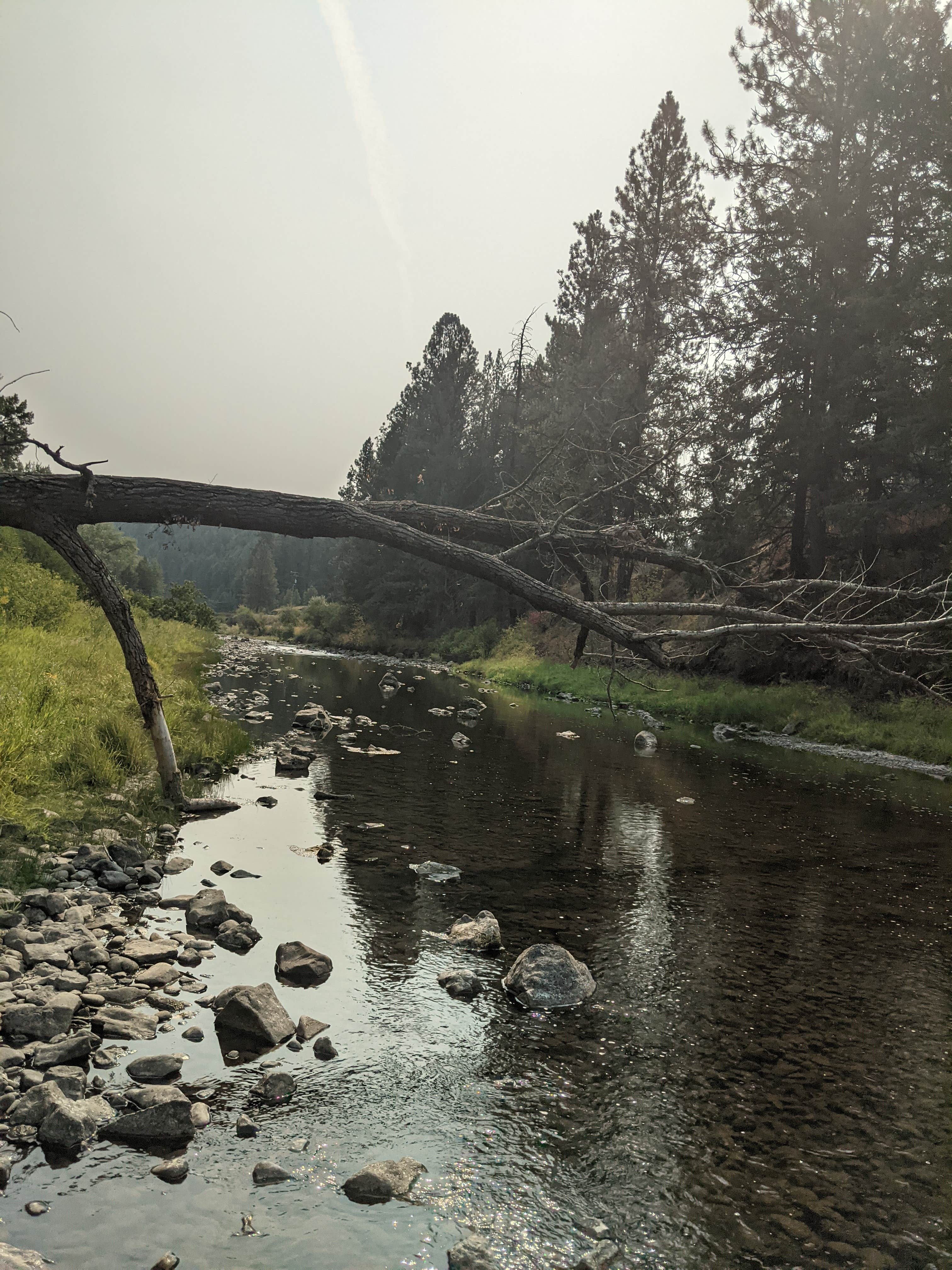 Camper submitted image from Hilgard Junction State Park Campground - 5