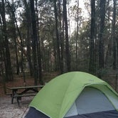 Review photo of Suwannee River State Park Campground by Kirsten  W., June 28, 2018