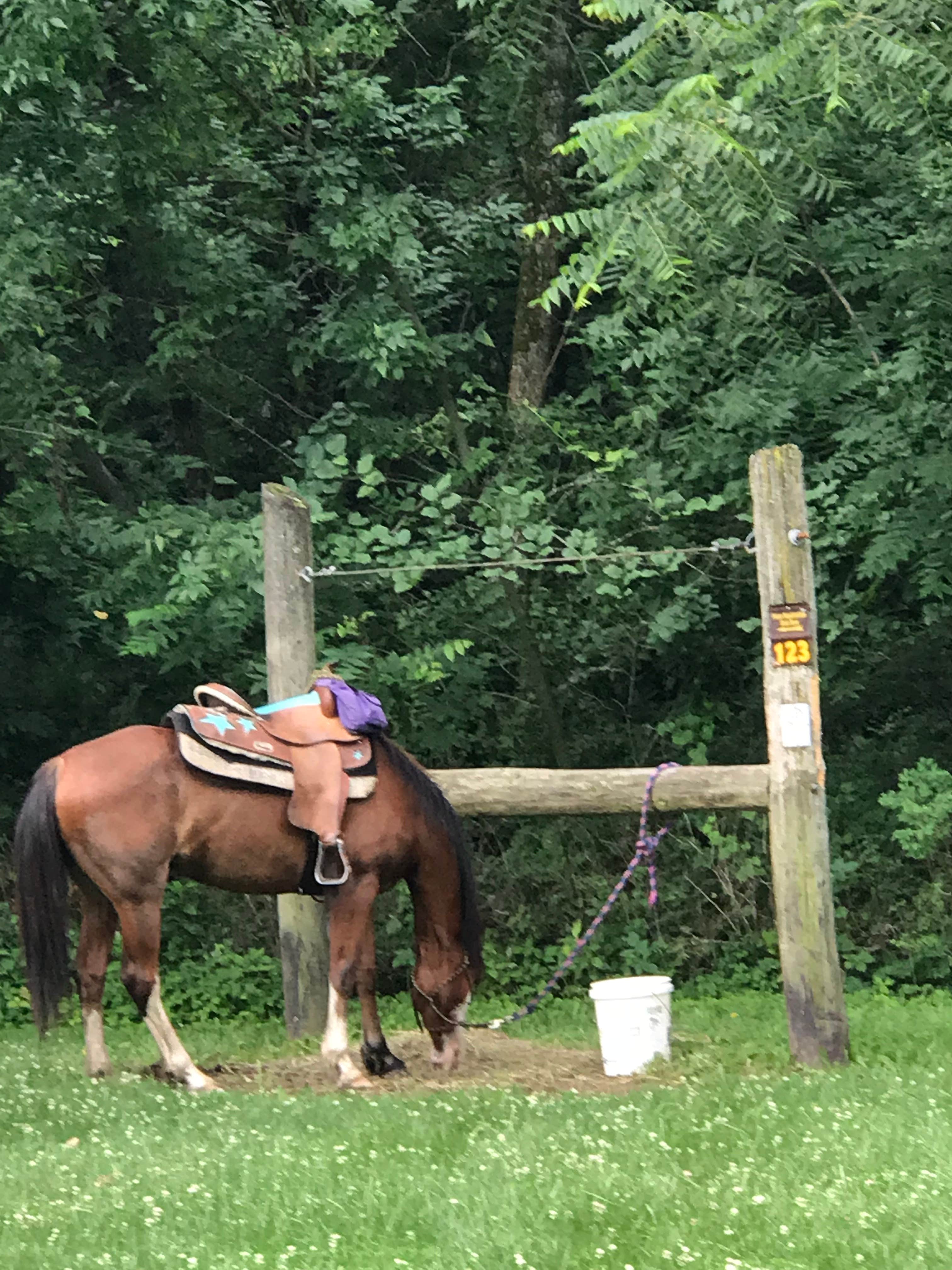 Julie C.'s photo of camping with a horse at Lake of Three Fires State Park Campground near Mount Ayr, IA