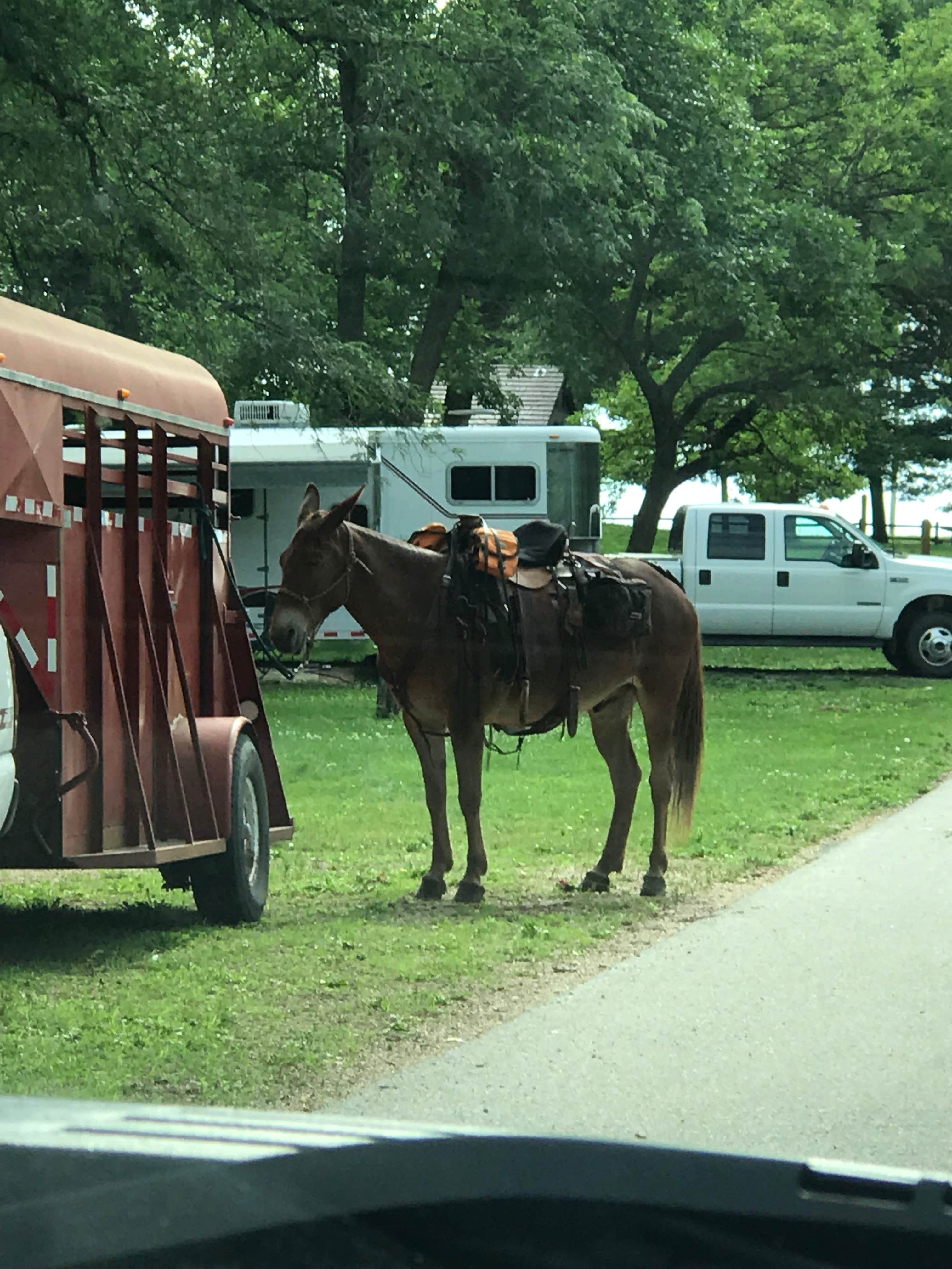 Julie C.'s photo of camping with a horse at Lake of Three Fires State Park Campground near Villisca, IA