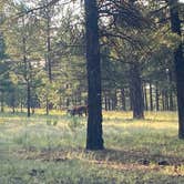 Review photo of Walker Hill Dispersed (Coconino NF) by Kelly M., September 8, 2021