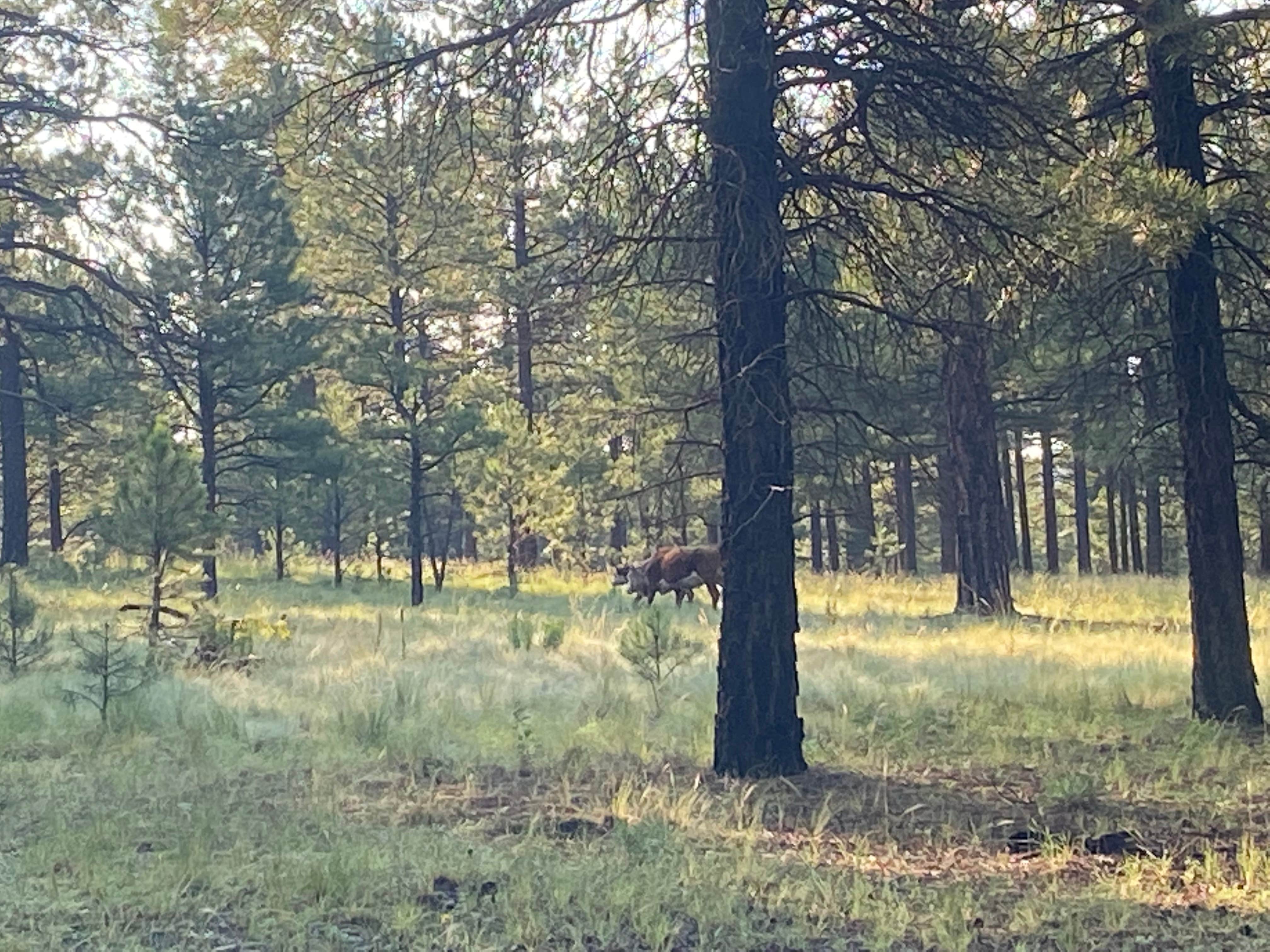 Camper submitted image from Walker Hill Dispersed (Coconino NF) - 2