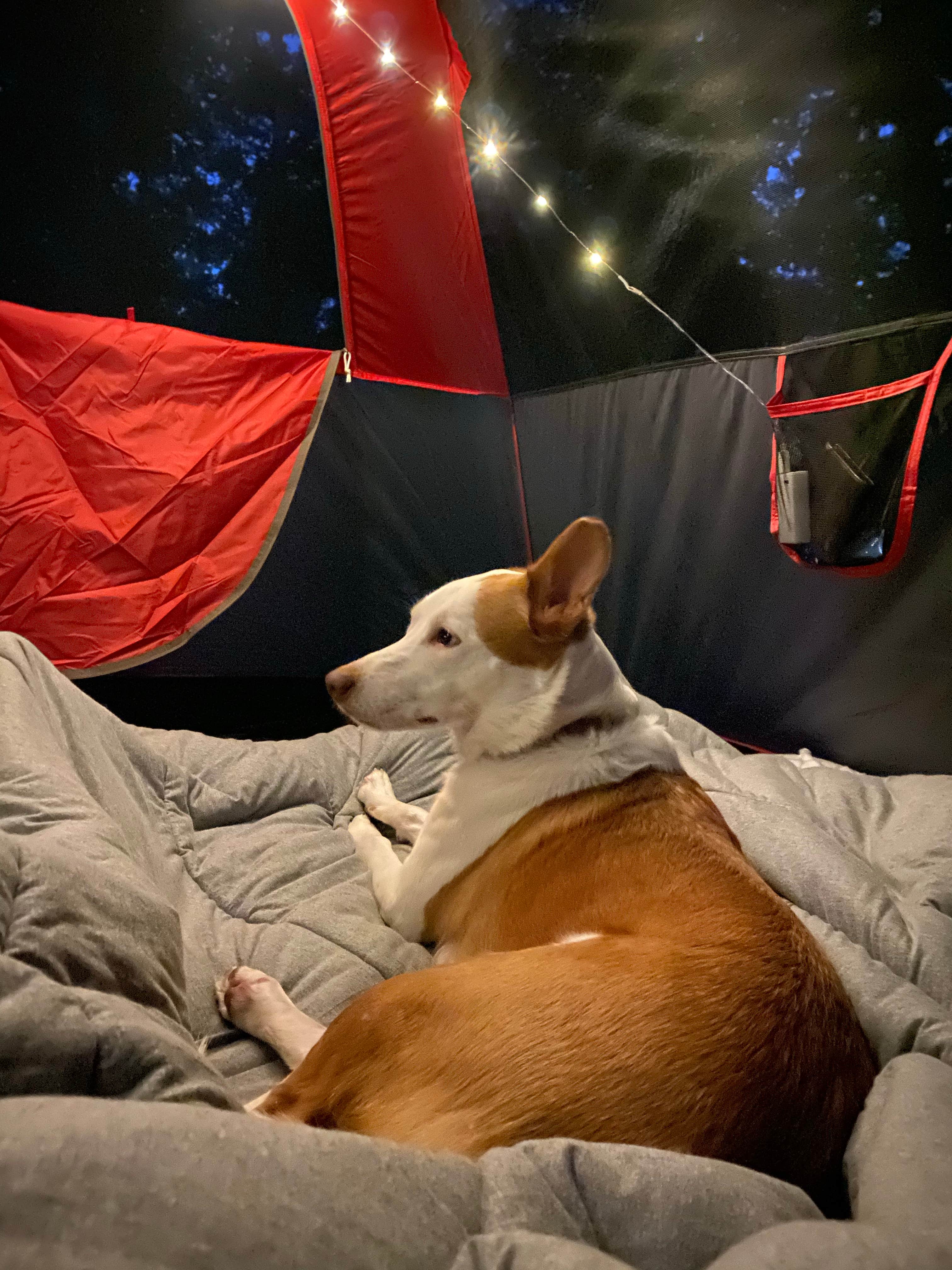 Morgan S.'s photo of glamping accommodations at Washington State Park Campground near St. Ann, MO