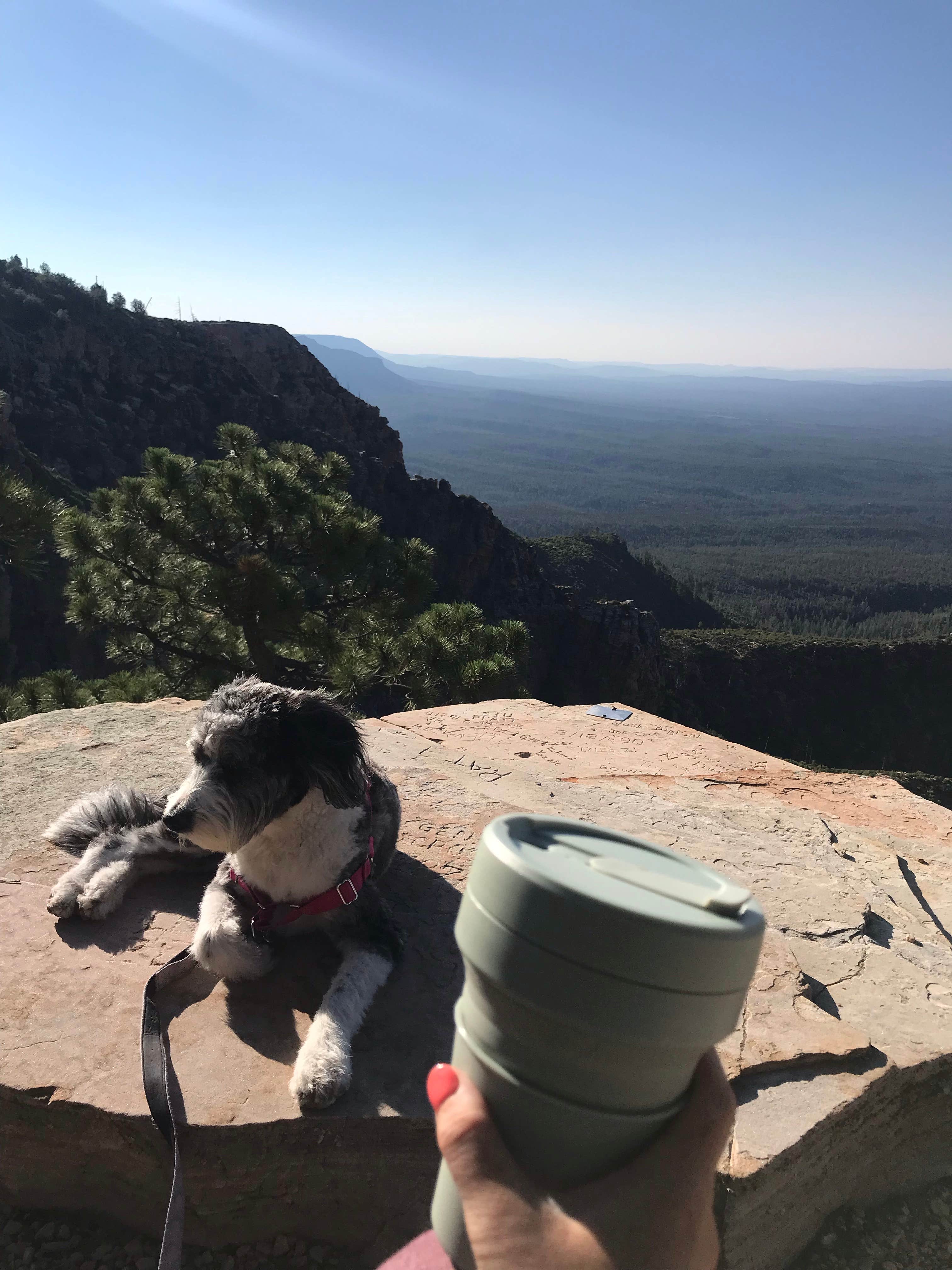 Rachel N.'s photo of camping with pets at Pine Dispersed near Strawberry, AZ