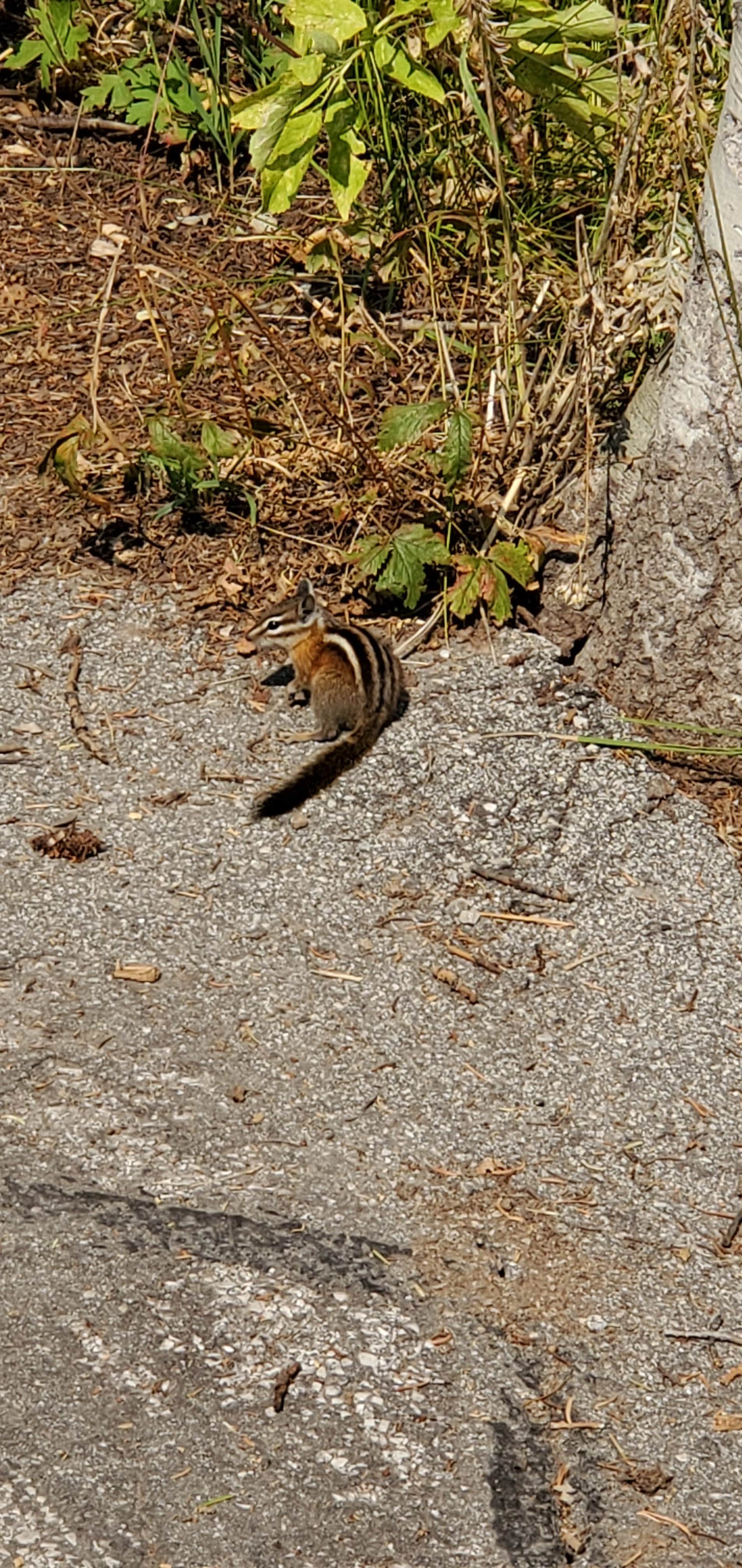 Steven M.'s photo of camping with pets at Monte Cristo near Logan, UT