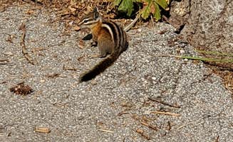 Steven M.'s photo of camping with pets at Monte Cristo near Eden, UT