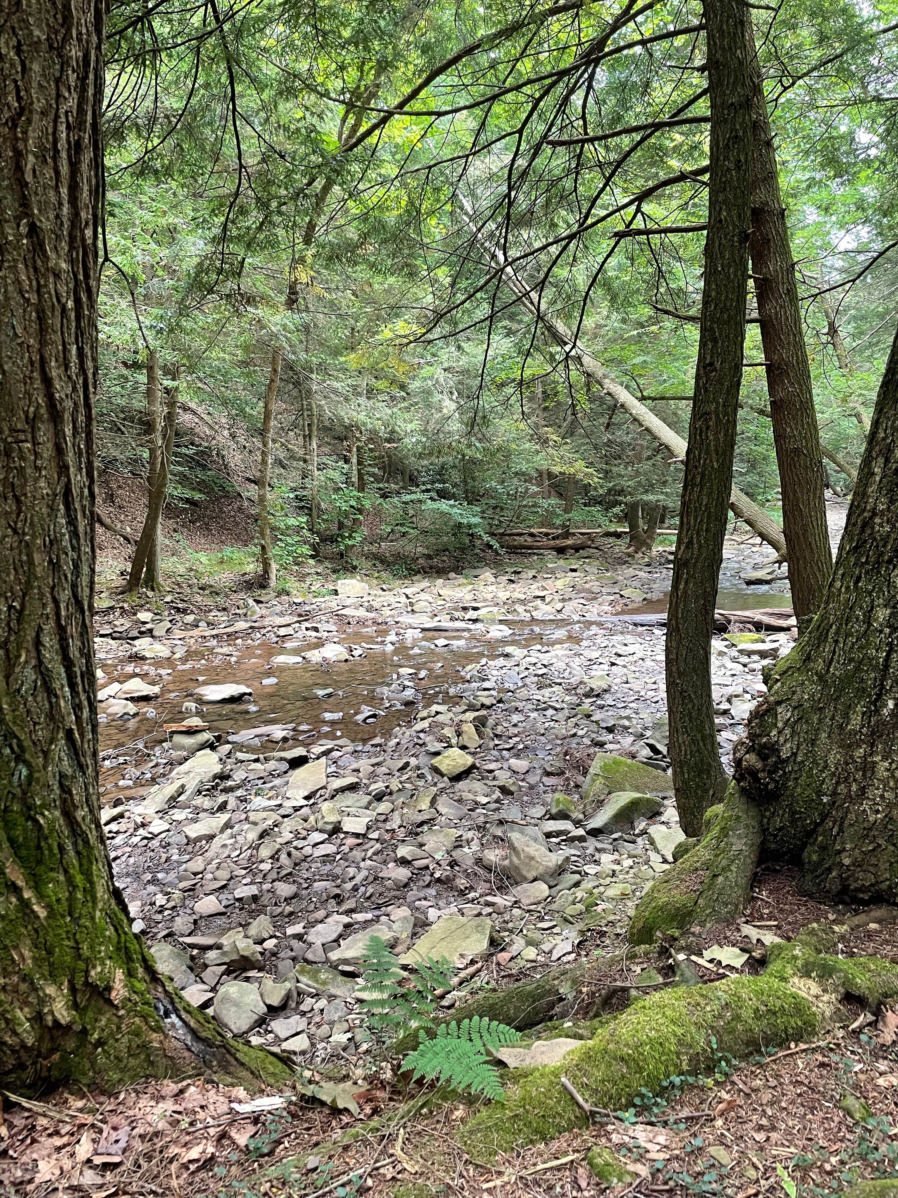 Camper submitted image from Big Run State Park Campground - 5