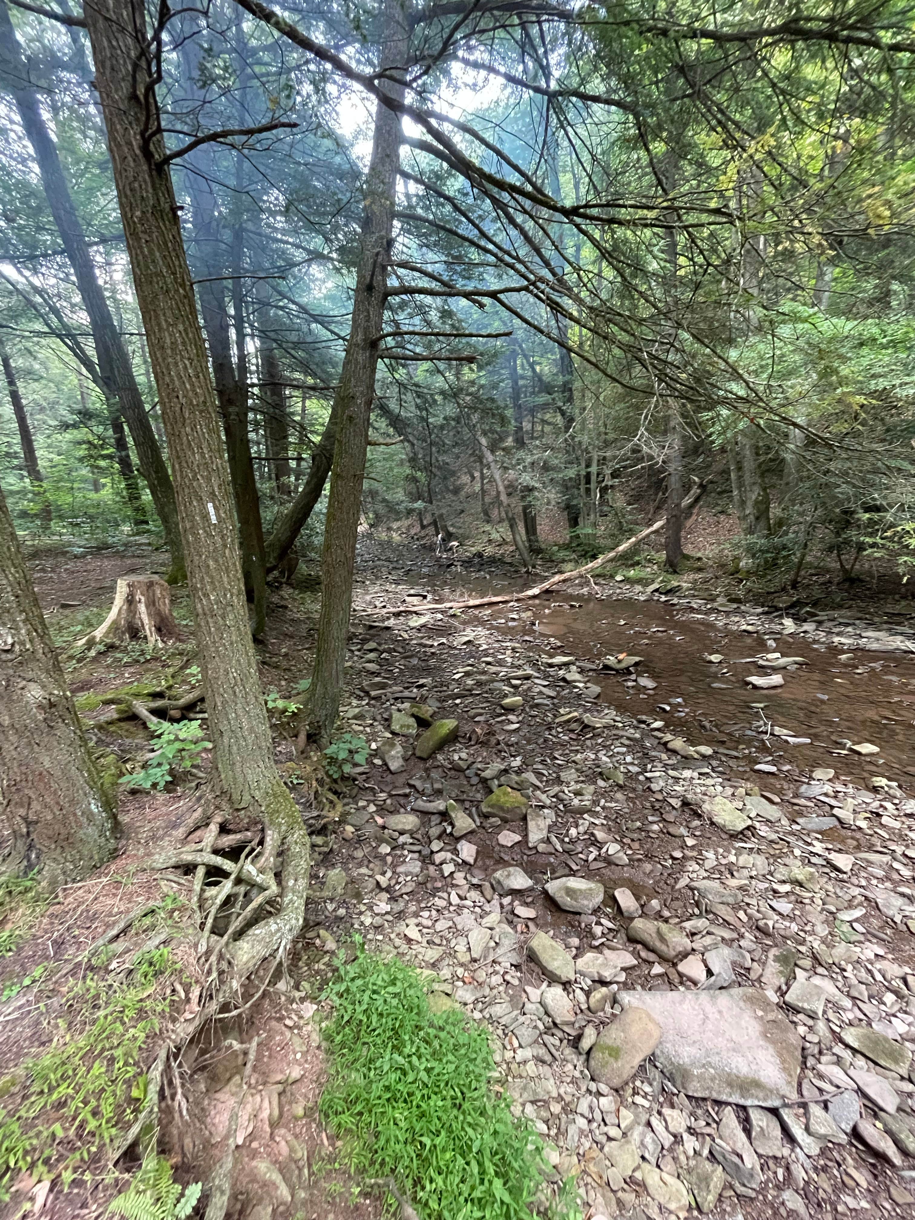 Camper-submitted photo at Big Run State Park Campground near Kitzmiller, MD