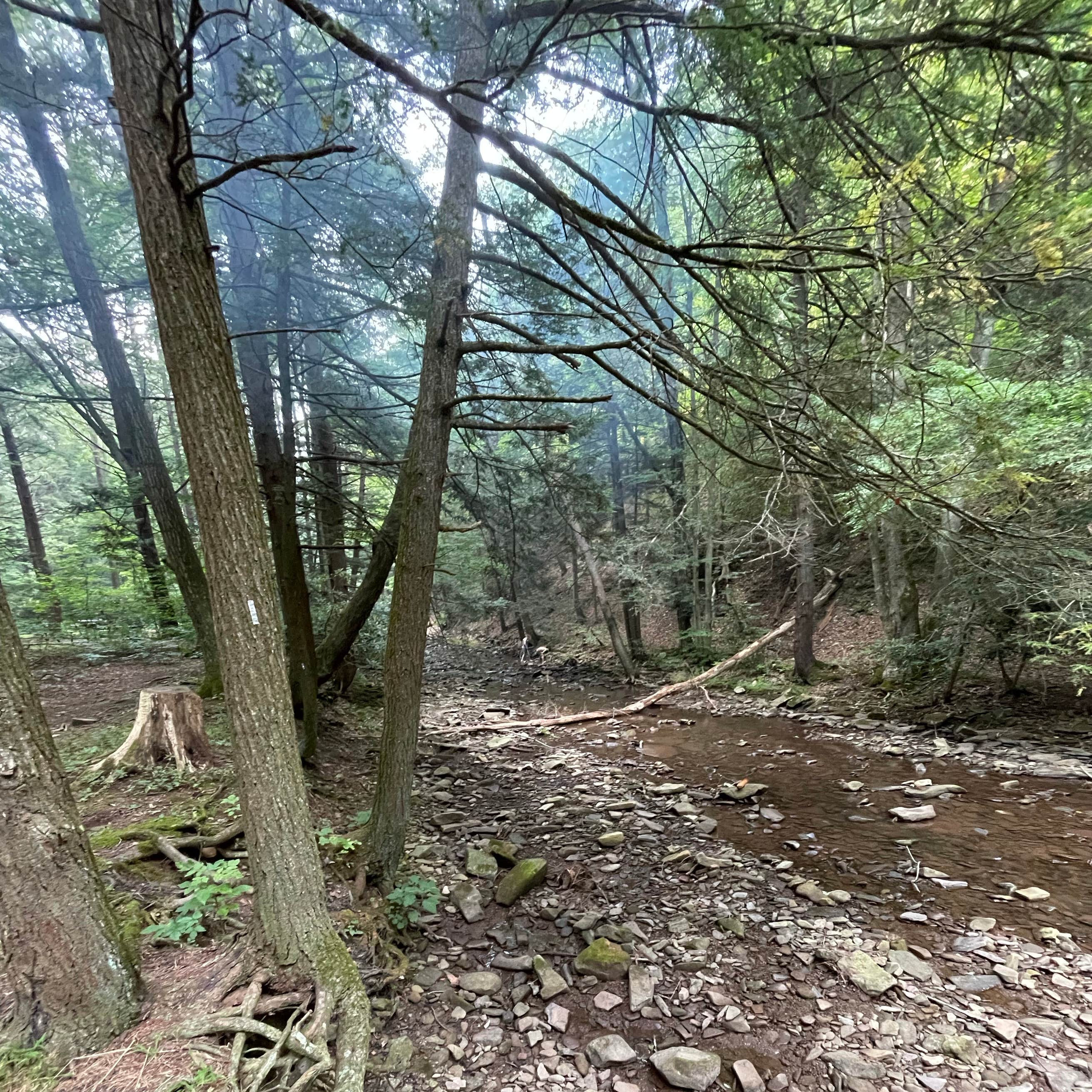 Big Run State Park Camping The Dyrt