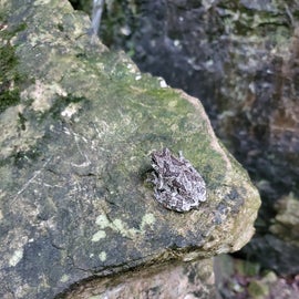 A cute frog we ran into at the caves!