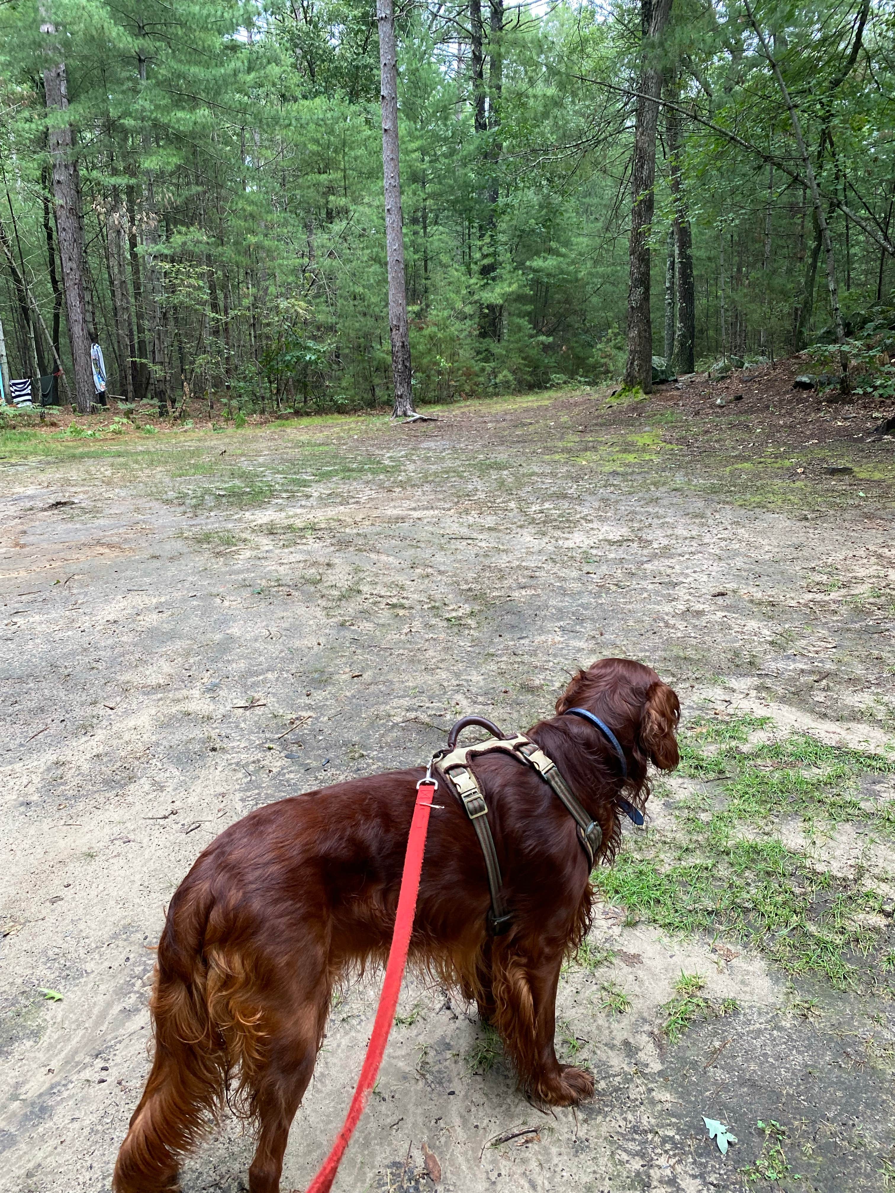 Cheryl B.'s photo of camping with pets at Lorraine Park Campground — Harold Parker State Forest near Marblehead, MA