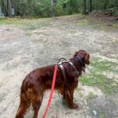 Review photo of Lorraine Park Campground — Harold Parker State Forest by Cheryl B., September 8, 2021